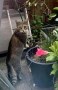 Cherie (3)